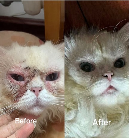 案例二 - 報新聞 Mega News