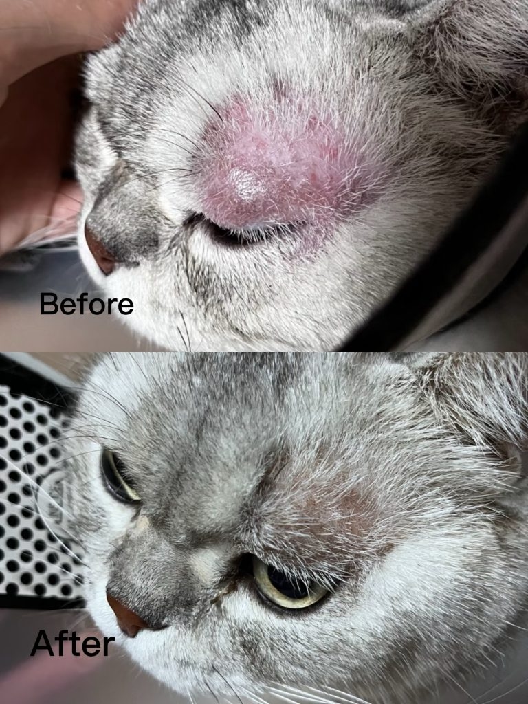 案例一 - 報新聞 Mega News