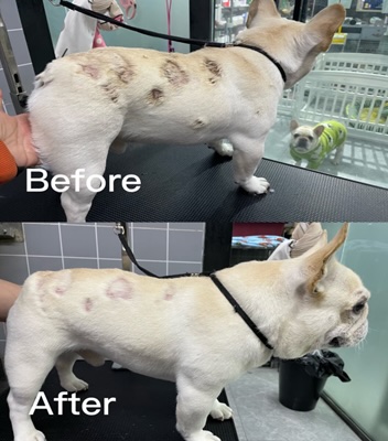 案例三 - 報新聞 Mega News